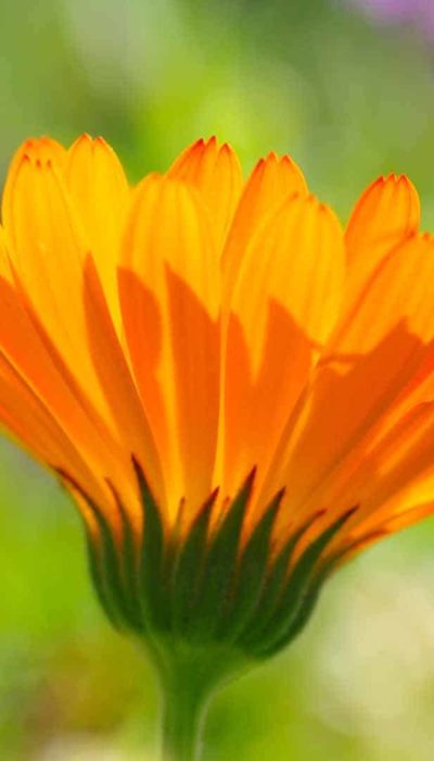 Partenaire Nature