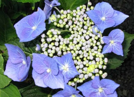 Hydrangea macrophylla Blaumeise P